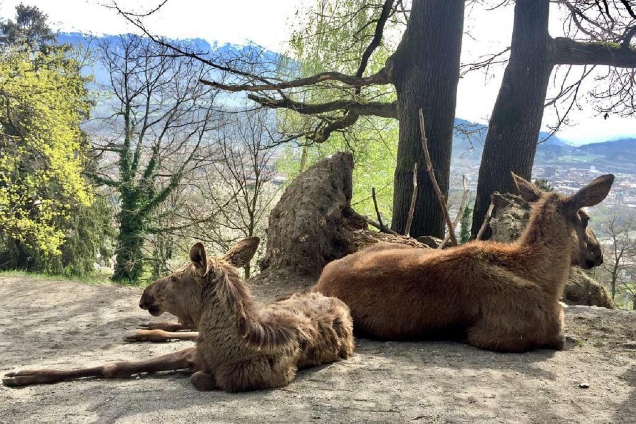 Appartmenthaus Birkenwald Seefeld in Tirol Exteriér fotografie